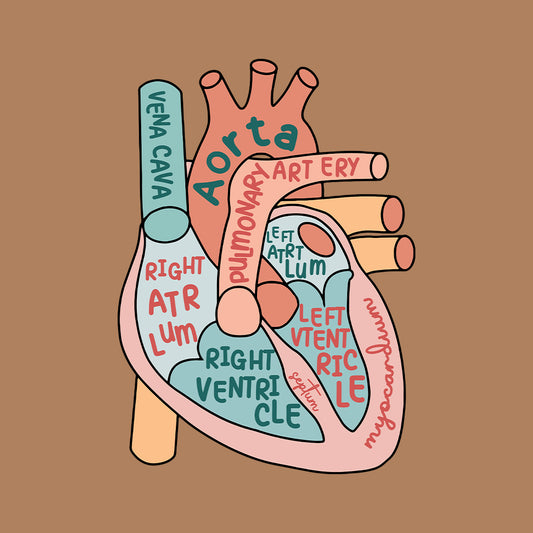 CVICU Cardiac Nurse Heart Flow Anatomy Cardiology Sonographer | PRODUCT CODE: HRTFLWANTY